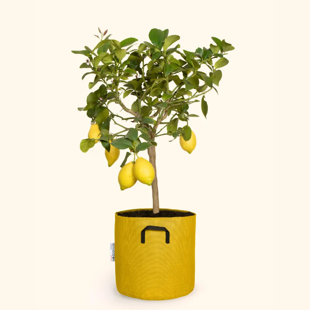 Citronnier jaune - citrus lemon 90cm + pot respirant jaune ø30cm