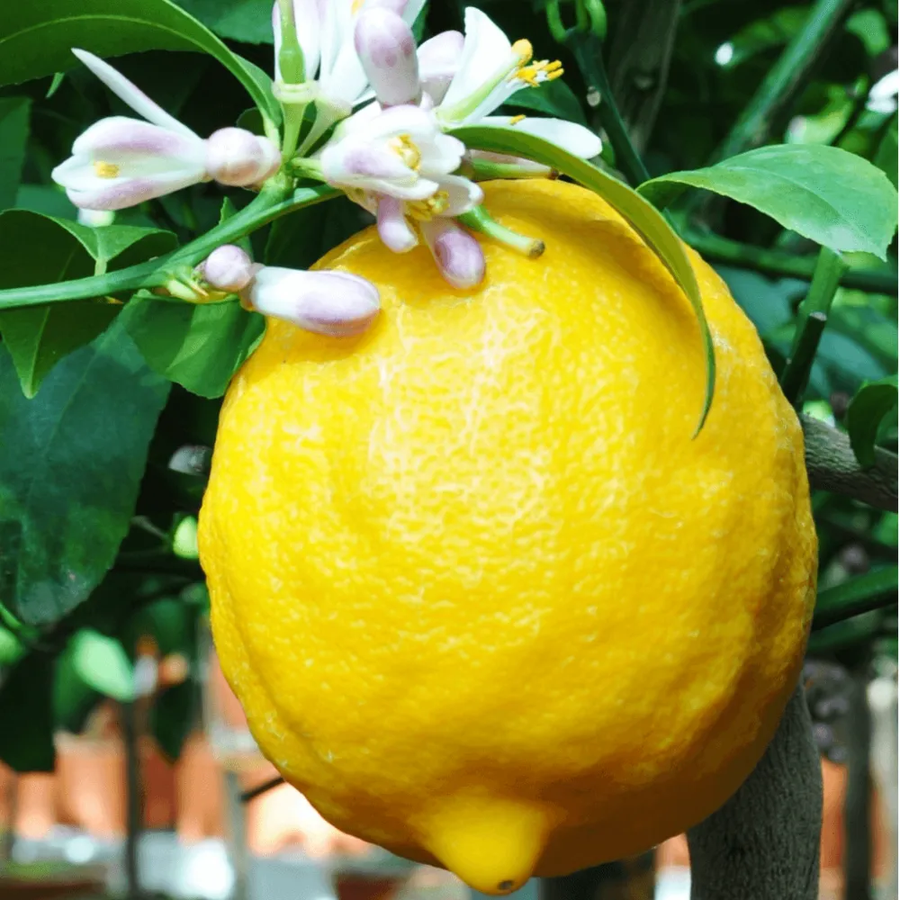 Citronnier jaune - citrus lemon 90cm + pot respirant jaune ø30cm
