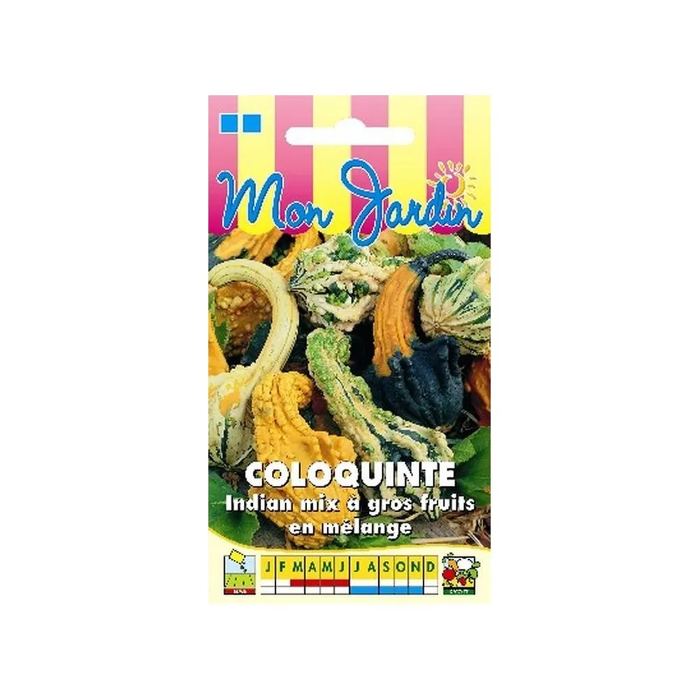 Coloquinte indian mix gros fruits